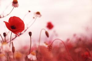 remembrance-day